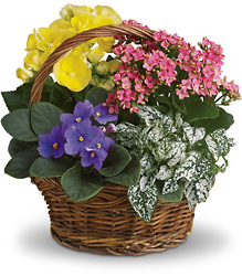 Spring Has Sprung Mixed Plant Basket From Rogue River Florist, Grant's Pass Flower Delivery